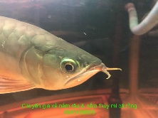 Nấm thủy mi cá rồng & nấm râu cá rồng 